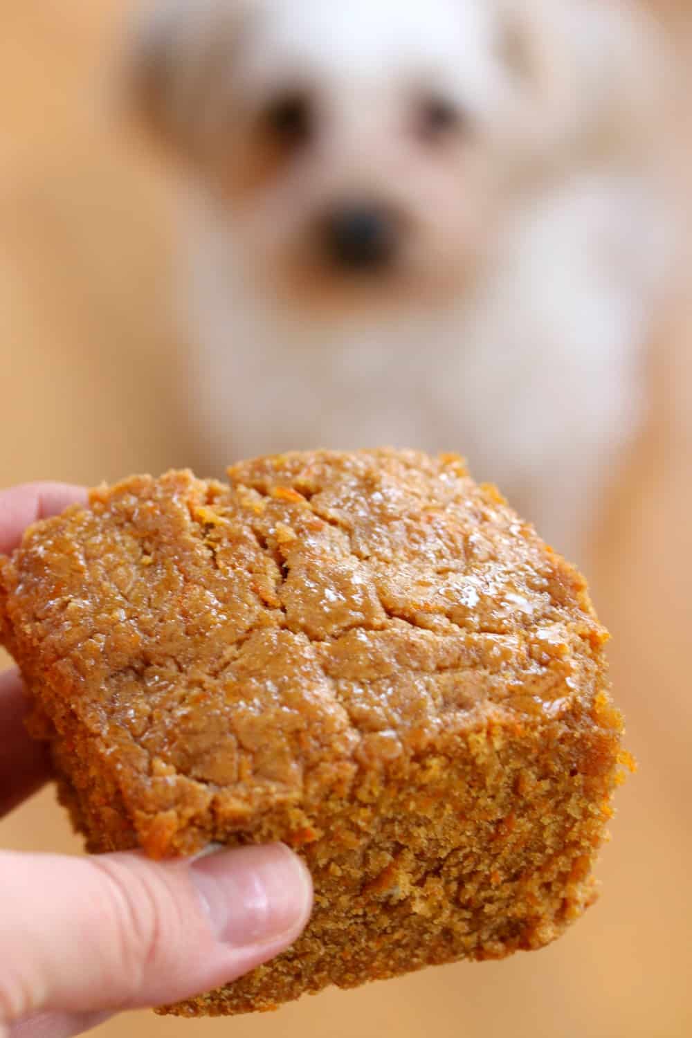 Homemade Doggie Cake: A tasty blend of peanut butter, honey and carrots will make this cake your furry friend's favorite treat! A hand holding a piece of dog cake in the air with a dog starting at it in the background.