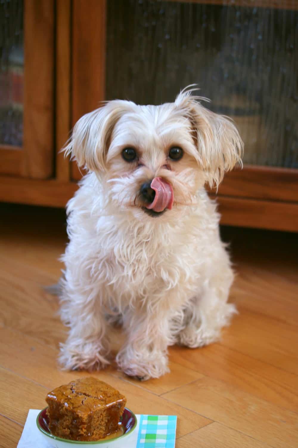 This homemade doggie cake has a tasty blend of peanut butter, honey and carrots will make this cake your furry friend's favorite treat! A piece of dog cake on the ground with a dog sitting behind it licking his lips.